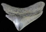 Juvenile Megalodon Tooth - Serrated Blade #62129-1